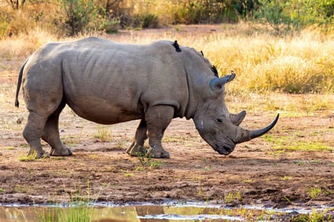 Cape Town: SAFARI TOUR- MORNING or AFTERNOON with Lunch.
