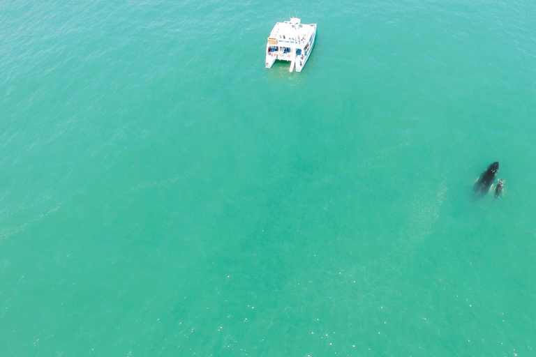 Passeio de catamarã com iguana e mergulho com snorkel