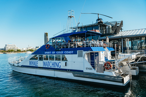 Excursión de 2,5 horas de avistamiento de ballenas Spirit of Gold Coast