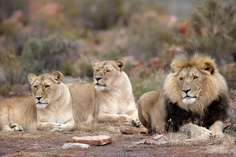 Le Cap : Safari privé dans la réserve d'Aquila avec déjeuner dans un vignoble