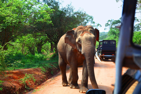 All Inclusive Yala Leopard Safari from Colombo, Ella & Galle