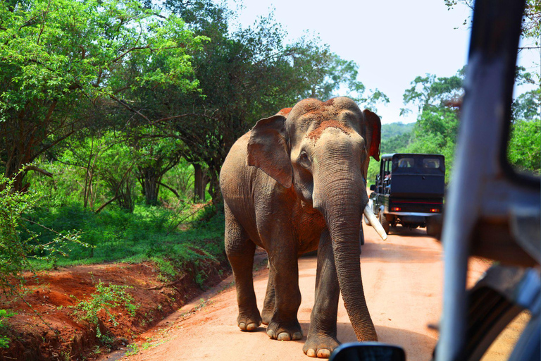 All Inclusive Yala Leopard Safari from Colombo, Ella & Galle