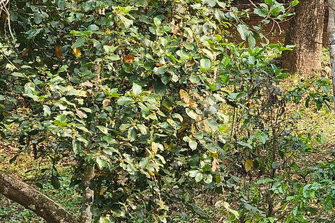 Santuario de My Son y Senderismo de Montaña - PeregrinaciónMi hijo Santuario Viaje de madrugada