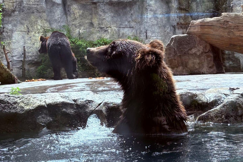 Shanghai Wild Animal Park: Safari Adventure Entry Pass Shanghai Wild Animal Park Full-Day Ticket