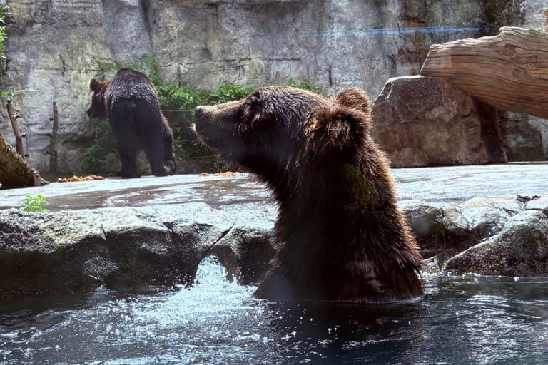 Shanghai Wild Animal Park: Safari Adventure Entry Pass Shanghai Wild Animal Park Full-Day Ticket