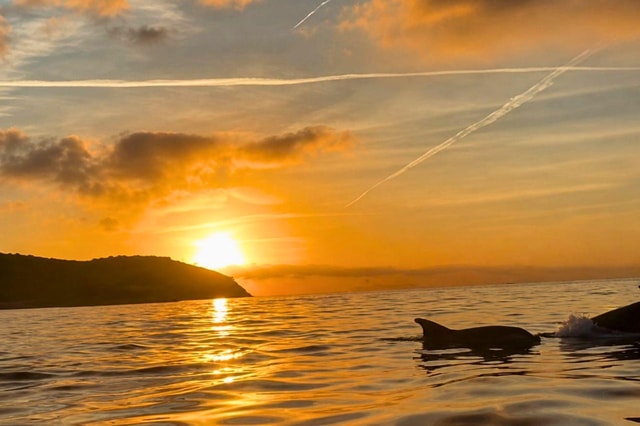 From Olbia: Sunset catamaran excursion with dolphin watching