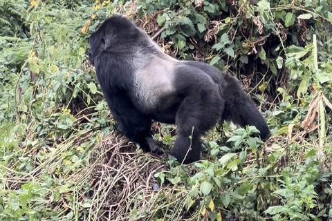 Kigali: Volcanoes National Park Gorilla Trekking Day Trip