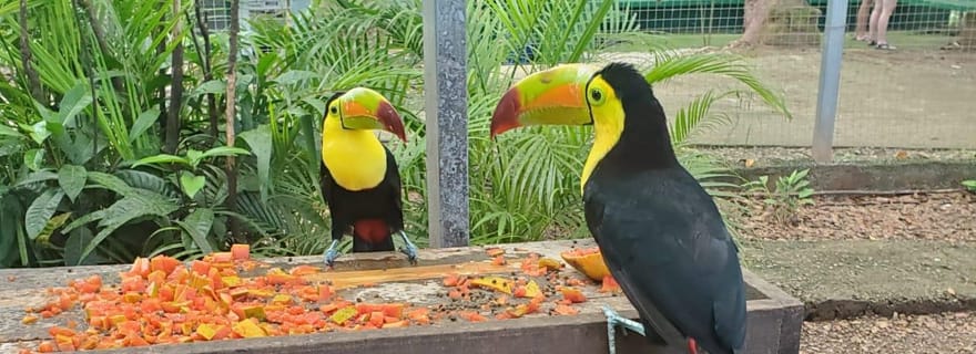 Roatan: la giornata perfetta in famiglia