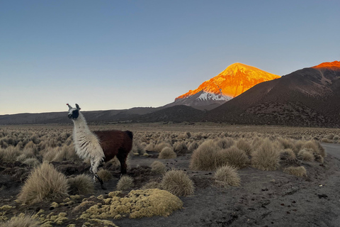 Von La Paz aus: Geführte Tour zum Sajama-Park