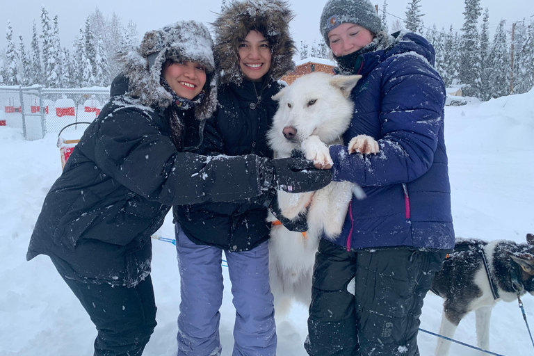 Fairbanks: Dog Sledding and Mushing Experience