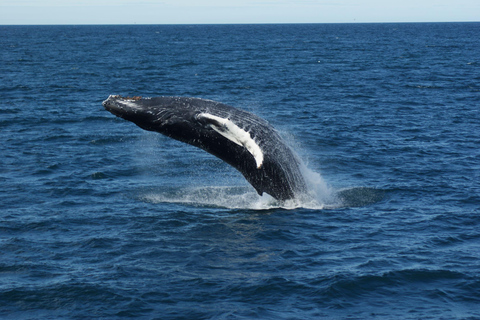 Reykjavík: Whale Watching Cruise and FlyOver Combo Ticket