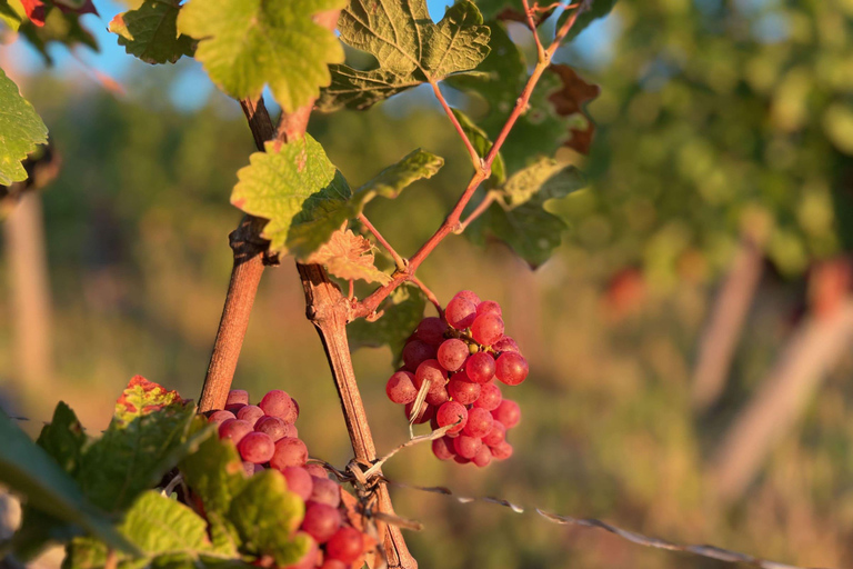 Dare to Alsace Wine with a Feminine Touch