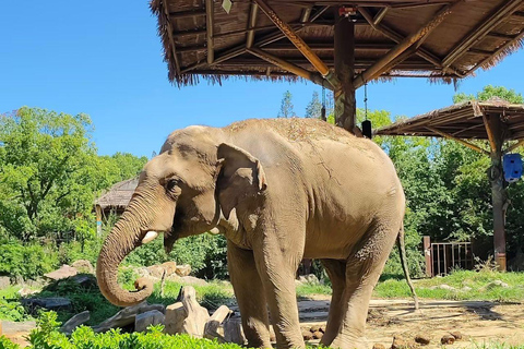 Shanghai Wild Animal Park: Safari Adventure Entry Pass Shanghai Wild Animal Park Full-Day Ticket