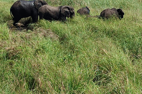 From Maputo: Maputo National Park Guided 4x4 Safari