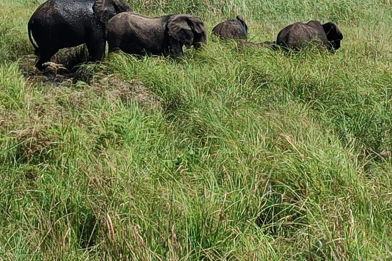From Maputo: Maputo National Park Guided 4x4 Safari