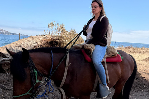 From Santiago: Papudo Lobos Island Boat & Horseback Ride