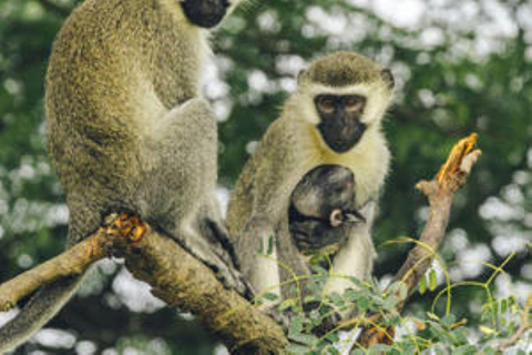 Uganda: 15 giorni di safari con il meglio della fauna selvatica dell&#039;Uganda