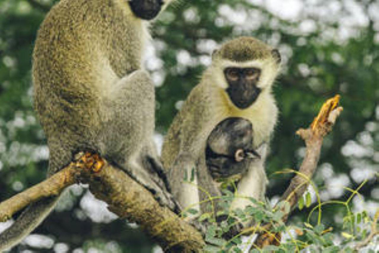 Ouganda : 15 jours d&#039;aventure avec le meilleur safari animalier d&#039;Ouganda