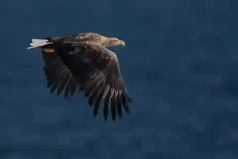 Svolvær: Sea Eagle Safari