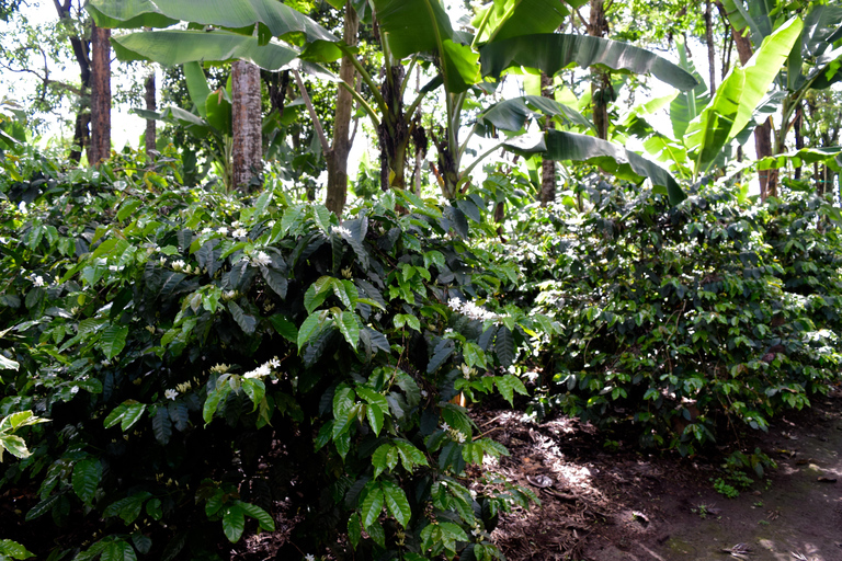 Arusha: Tour do café e/ou aula de cerâmica com almoçoTour do café com almoço