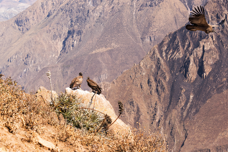 From Arequipa: Colca Canyon and Andean Wildlife Day Trip