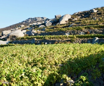 Tinos'tan: Stemnitsa Şaraphanesi Turu ve Tadım