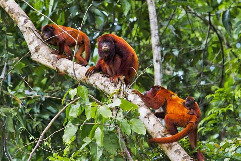 Tambopata: Lake Sandoval och Cayman Safari 2 dagar