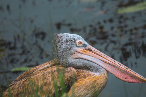 Wycieczka po wiosce Bentota, rzeczne safari z Westcoast