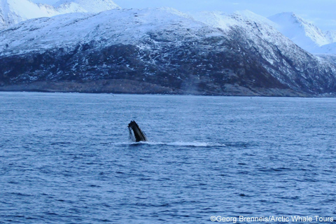 Tromsø: Responsible Whale Watching Cruise Aboard MS Alba