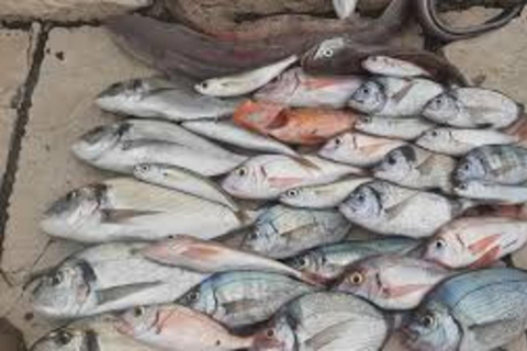 Kotor: Fishing Experience with 100% guaranteed catch