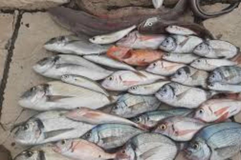 Kotor: Fishing Experience with 100% guaranteed catch