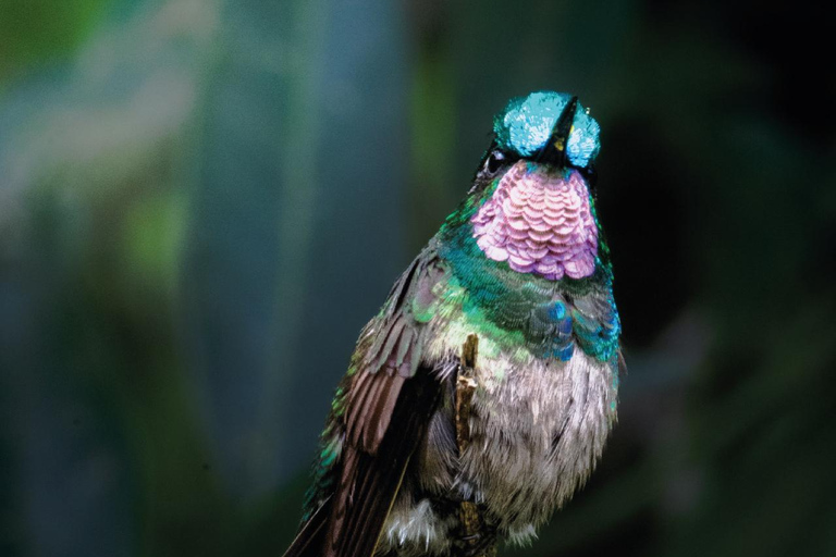 Boquete: Birdwatching in the wild, Chiriquí Boquete, Chiriquí: The charm of birds