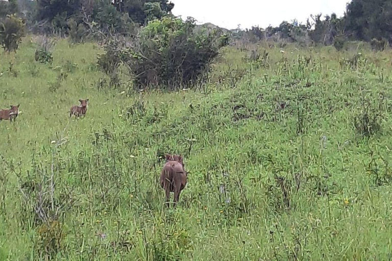 Kwale: Private day tour to Shimba Hills with Picnic lunch