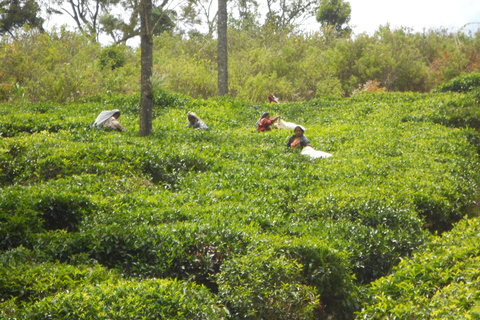 Trekking z Kandy do Ella