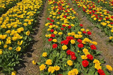 From Amsterdam: Keukenhof Tulips, Windmills & Volendam