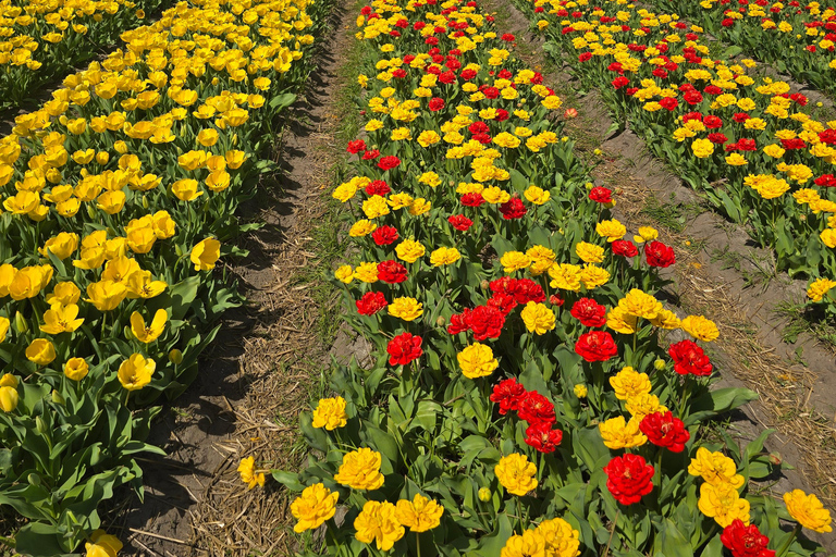 From Amsterdam: Keukenhof Tulips, Windmills & Volendam
