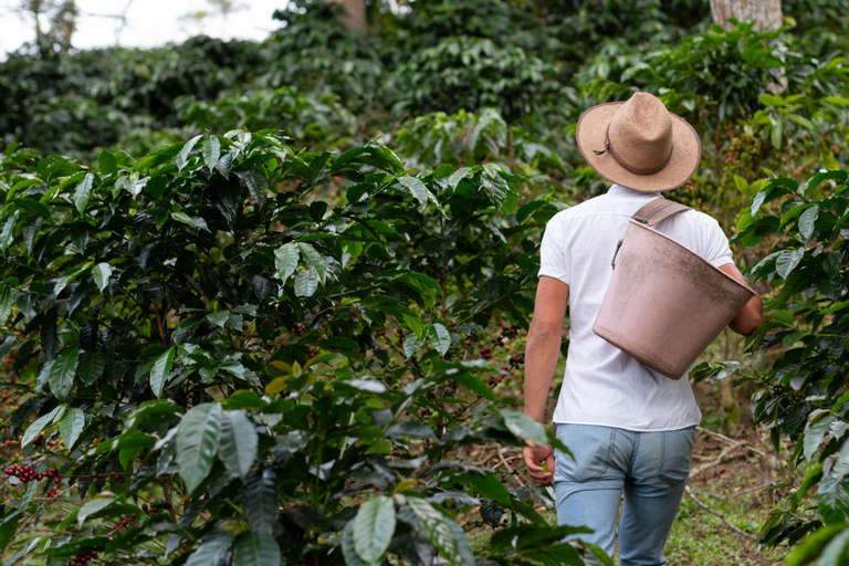 Banyuwangi: Ijen Volcano Trek & Coffee Plantation Tour