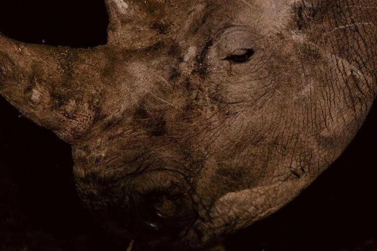 Nairobi: National Park Night Game Drive