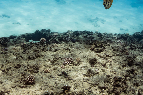 Waikiki : Visite en petit groupe du Turtle Canyon avec masque et tuba