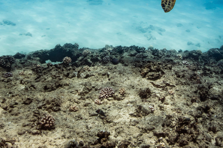 Waikiki : Visite en petit groupe du Turtle Canyon avec masque et tuba