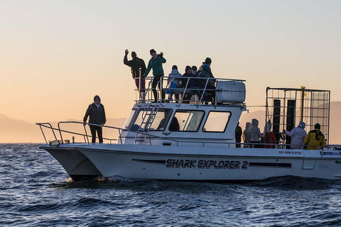 Le Cap : plongée dans les cages à requins avec repas et boissons