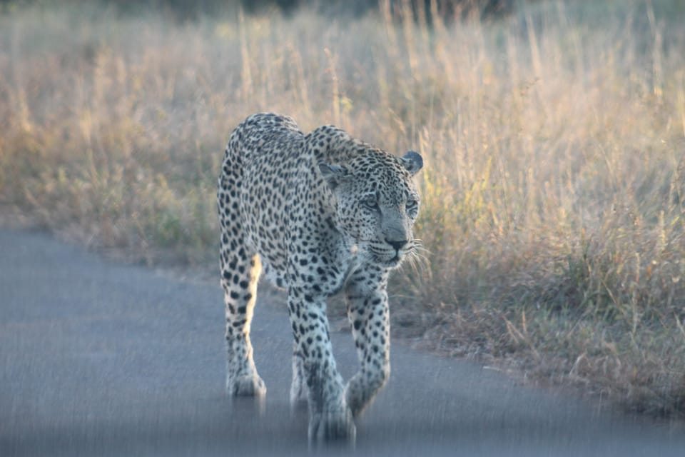 Safari Por El Kruger De D As Con Todo Incluido Y Excursi N Panor Mica