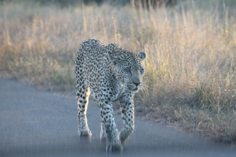 Mid-High end 5 dagars all-inclusive Kruger &amp; Pano Tour från JHB