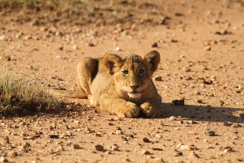Kruger Park Full Day Safari