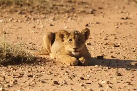 Heldagssafari i Krugerparken