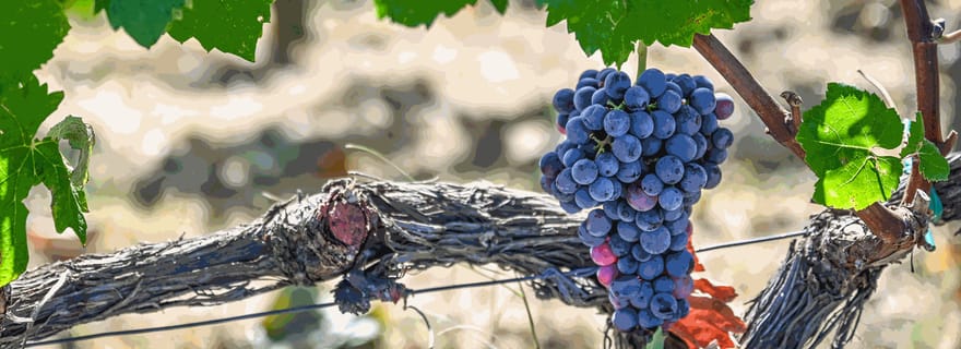 Depuis Thessalonique : Pella-Édessa-Naoussa et dégustation de vin