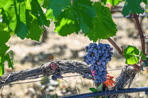 Desde Salónica: Cata de vinos Pella-Edessa-Naousa