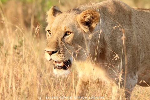 Von Nairobi aus: 3-tägige kenianische Safari im Nakuru Mara National ParkVon Nairobi: 3-tägige Nakuru Mara Nationalpark Kenia Safari