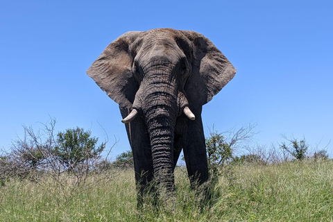 Safari nel Parco Kruger e itinerario panoramico di 3 giorni