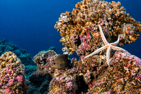 Khao Lak: Similan and Surin Daytrip 2 dives + Hotel Transfer Friday Option — Richelieu Rock